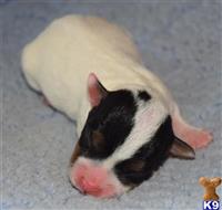 jack russell terrier puppy posted by wendoverterriers