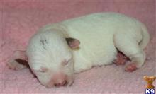 jack russell terrier puppy posted by wendoverterriers