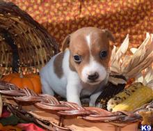 jack russell terrier puppy posted by wendoverterriers