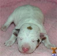 jack russell terrier puppy posted by wendoverterriers