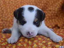 jack russell terrier puppy posted by wendoverterriers