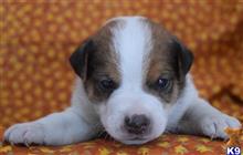 jack russell terrier puppy posted by wendoverterriers