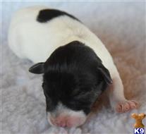 jack russell terrier puppy posted by wendoverterriers