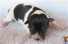jack russell terrier puppy posted by wendoverterriers
