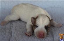 jack russell terrier puppy posted by wendoverterriers