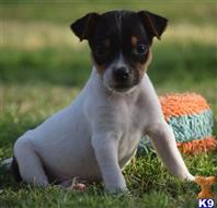 jack russell terrier puppy posted by wendoverterriers