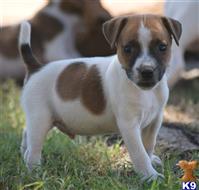 jack russell terrier puppy posted by wendoverterriers