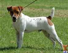 jack russell terrier puppy posted by wendoverterriers