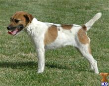 jack russell terrier puppy posted by wendoverterriers