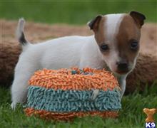 jack russell terrier puppy posted by wendoverterriers