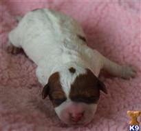 jack russell terrier puppy posted by wendoverterriers