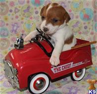 jack russell terrier puppy posted by wendoverterriers