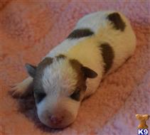 parson russell terrier puppy posted by wendoverterriers