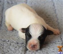parson russell terrier puppy posted by wendoverterriers