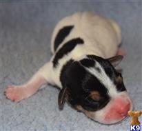 parson russell terrier puppy posted by wendoverterriers