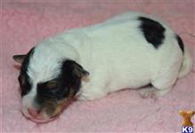 parson russell terrier puppy posted by wendoverterriers