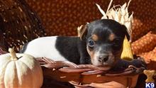 parson russell terrier puppy posted by wendoverterriers