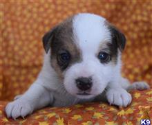 parson russell terrier puppy posted by wendoverterriers