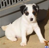 parson russell terrier puppy posted by wendoverterriers