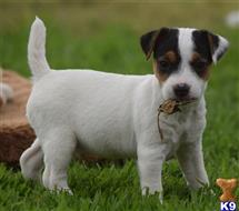 parson russell terrier puppy posted by wendoverterriers