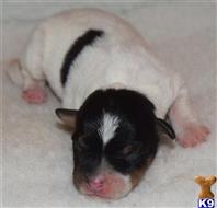 parson russell terrier puppy posted by wendoverterriers