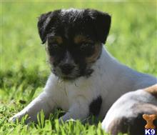 parson russell terrier puppy posted by wendoverterriers