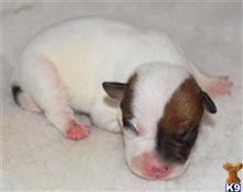 parson russell terrier puppy posted by wendoverterriers