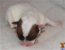 parson russell terrier puppy posted by wendoverterriers