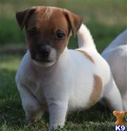 parson russell terrier puppy posted by wendoverterriers