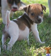 parson russell terrier puppy posted by wendoverterriers