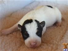 parson russell terrier puppy posted by wendoverterriers
