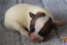parson russell terrier puppy posted by wendoverterriers