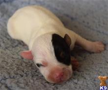 Champion Sired Parson Russell Male Puppy- Reserve Now available Parson Russell Terrier puppy located in RIVERSIDE