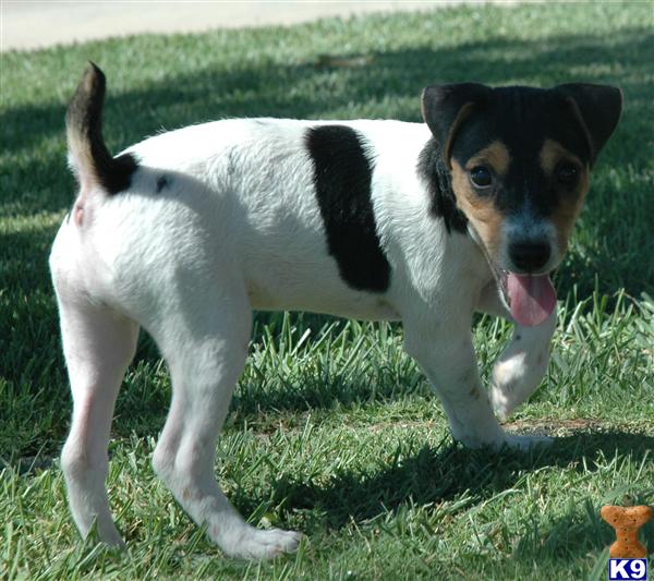 Jack Russell Terrier Puppy for Sale Quality Female Smooth Coat Jack