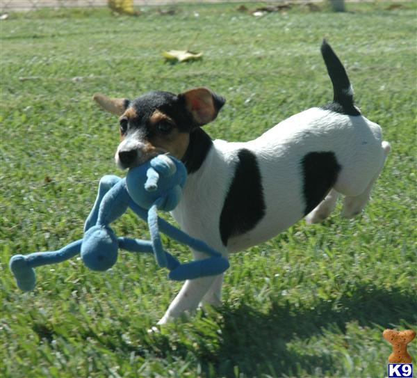 Jack Russell Terrier Puppy for Sale Quality Female Smooth Coat Jack