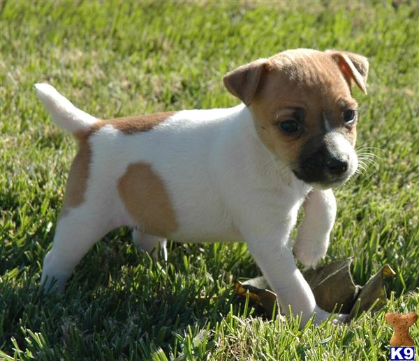 Jack Russell Terrier Puppy for Sale Top Quality Champion Sired Smooth