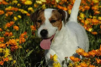 Parson Russell Terrier stud dog
