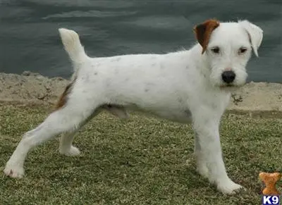 Jack Russell Terrier