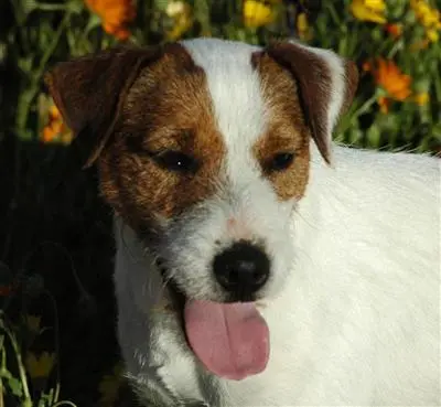 Parson Russell Terrier stud dog