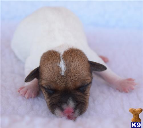jack russell terrier puppy posted by wendoverterriers
