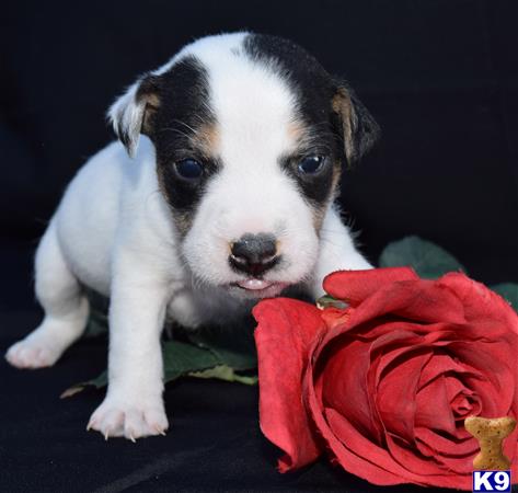 jack russell terrier puppy posted by wendoverterriers