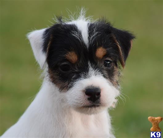 jack russell terrier puppy posted by wendoverterriers