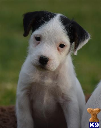 jack russell terrier puppy posted by wendoverterriers
