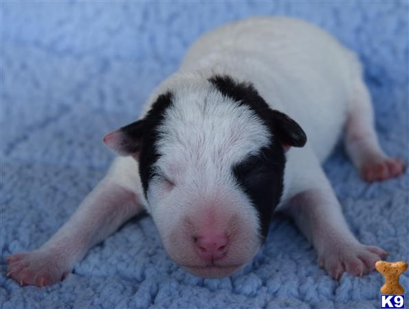 jack russell terrier puppy posted by wendoverterriers