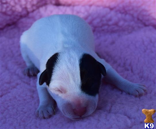 jack russell terrier puppy posted by wendoverterriers
