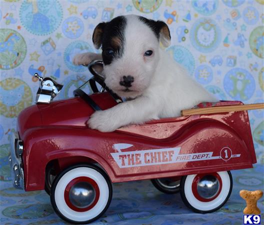 jack russell terrier puppy posted by wendoverterriers