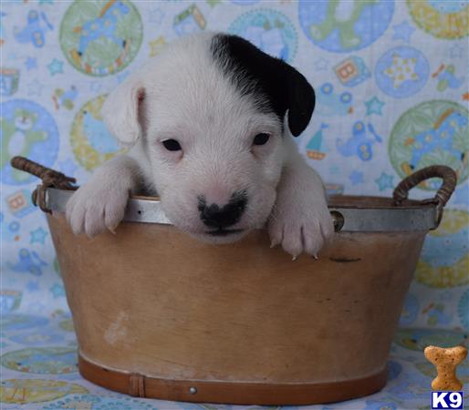 jack russell terrier puppy posted by wendoverterriers