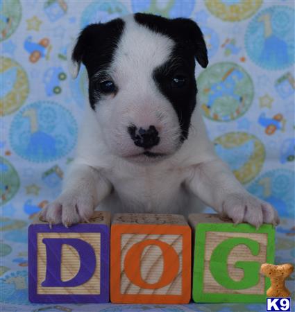 jack russell terrier puppy posted by wendoverterriers