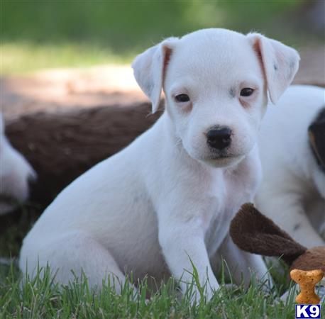 Jack Rus Terrier Puppy For Champion Sired Rare All White Wendoverterriers Picture 1