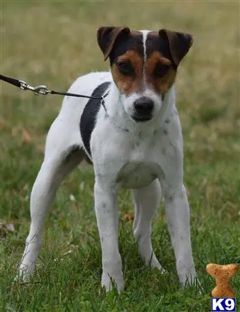 Jack Russell Terrier stud dog